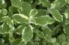 Plante aromatice de  gradina mentha x rotundifolia 'variegata' in