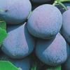 Pomi fructiferi pruni soiul record la ghiveci. puieti
