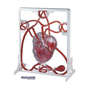 Set Inima Si Sistemul Circulator Miniland ML99048