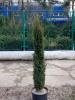 Juniperus communis sentinel
