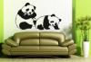 Sticker ursi panda