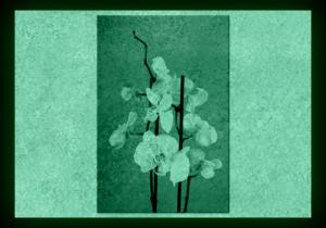 Tablou fosforescent Orhidee pe fond rosu