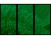 Set tablou fosforescent crizantema