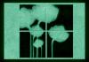 Set tablou fosforescent flori de