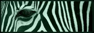 Tablou fosforescent﻿ Zebra