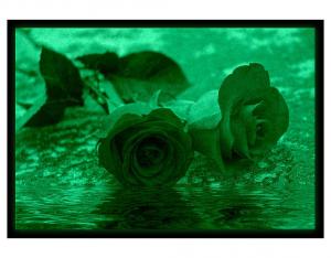 Tablou fosforescent Trandafiri pe apa