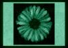 Tablou fosforescentï»¿ Floarea soarelui abstract
