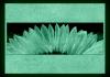 Tablou fosforescentï»¿ floarea soarelui macro