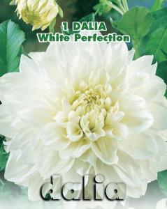 Dalia decorativa White Perfection (Linea