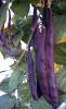 Fasole urcatoare fideluta violeta - a cosse violette