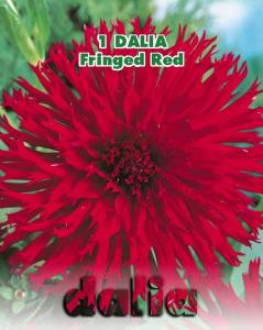 Dalia cactus Fringed Red (Linea
