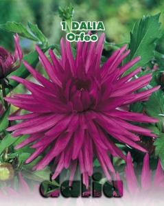 Dalia cactus Orfeu (Linea
