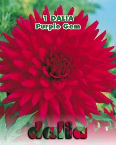 Dalia cactus Purple Gem (Linea