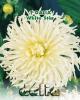 Dalia cactus white star (linea