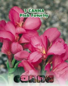 Canna Pink Futurity