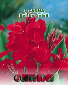 Canna Roi Du Soleil