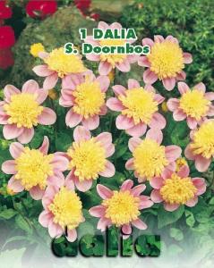 Dalia anemona S. Doornbos (Linea