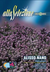 Alyssum pitic - Regina violeta