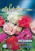 Balsamina - Floare de camelie multicolor