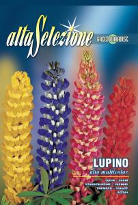 Lupin - Inalt multicolor