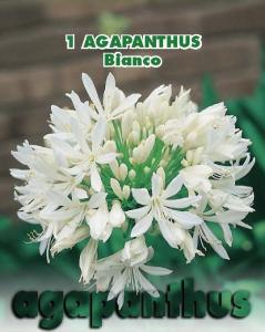 Agapanthus Bianco