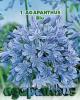 Agapanthus blu