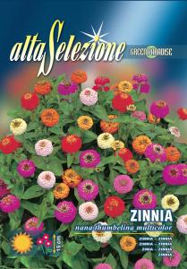Zinnia - Pitica thumbelina multicolor