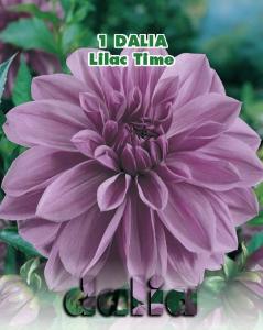 Dalia decorativa Liliac Time (Line
