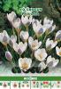 Crocus pickwick