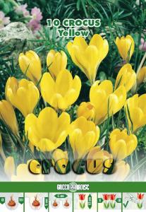 Crocus Yellow