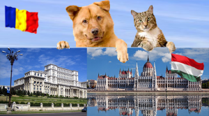 Transport caini si pisici Ungaria