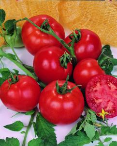 Cultura tomate