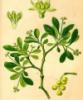 Ramulus loranthi ( mulberry mistletoe) extract