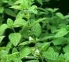 Peppermint leaf extract