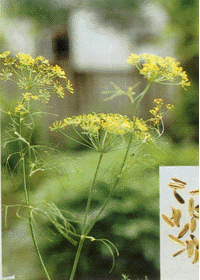 Sweet Fennel Extract