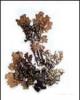 Lobaria pulmonaria p.e.