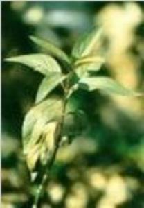 Herba Eupatorii(Eupatorium) extract