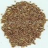 Coriander Seed Extract