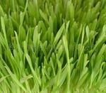 Barley Grass Extract