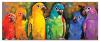 Puzzle 1000 piese papagali curcubeu