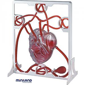 Set Inima si Sistemul circulator Miniland