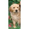 Puzzle golden retriever, 170 piese