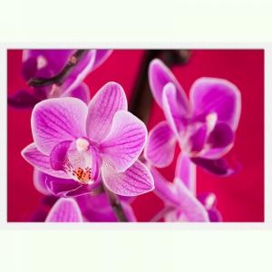 Tablou luminos - Orhidee violet
