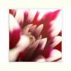 Tablou luminos - petale de crizantema