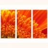 Tablouri luminoase - set - crizantema portocalie