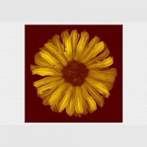 Tablou luminos - Floarea soarelui abstract
