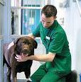 Doctor veterinar