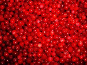Lingonberry red