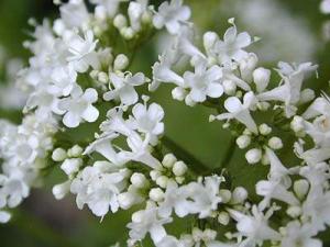 Valeriana officinalis