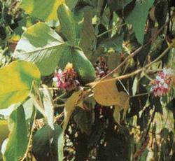 Kudzu extract